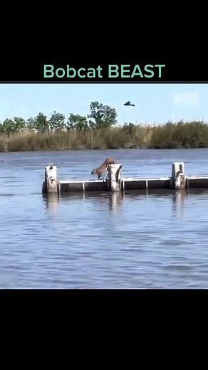 Bobcat Animal: The Cutest Purring Bobcat Ever!