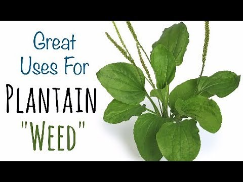 Plantain: Versatile Wild Plant is Nature's Healer with a Wide Range of Applications-Plantain Recipes