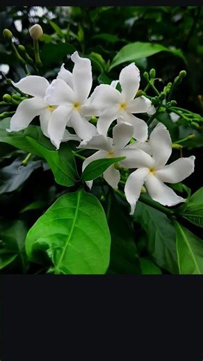 🌸 The Most Beautiful White Flowers in Nature | 4K Relaxing Garden Views🤍 Pure White Flowers #shorts