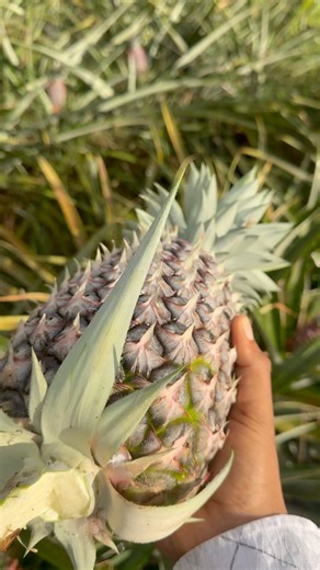 🍍 Giant Pineapple Harvest Journey | Day 55 🌿🔥