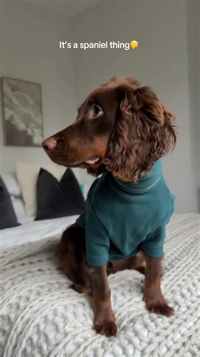 The Quirky Nature of Spaniels: What Makes Them Unique