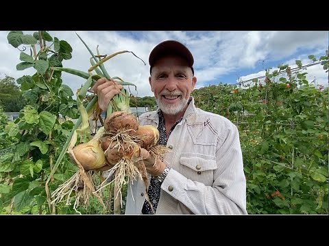 How to harvest delicious onions and prepare them for storing