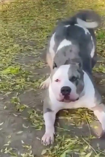 Hilarious Pitbull Moments | Funny Dog Video That Will Make You Laugh Out Loud! | Pitbull Nation USA