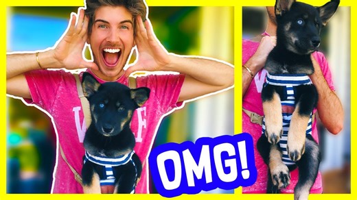 Gadget delights puppies with hours of nonstop fun