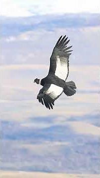 The largest bird of prey. Meet the Andean condor !