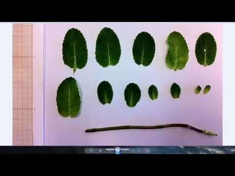 Estimer une surface foliaire en svt avec mesurim