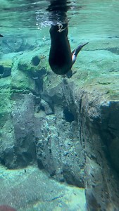 Savoring every last splash of summer 🦦💦 Make the most of these crisp summer mornings and come visit the Zoo! | Dallas Zoo