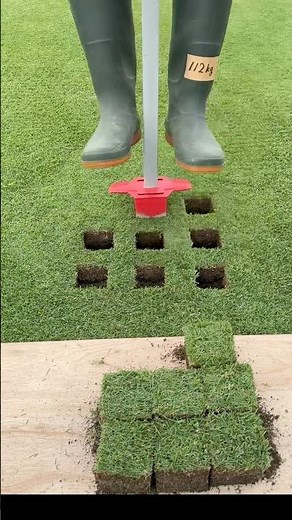Easy ways to repair dead grass
