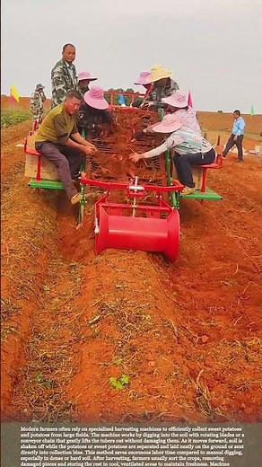 Modern Agriculture at Work: Fast Potato and Sweet Potato Harvest #farmingtips #harvest