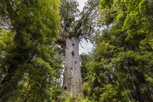 Tane Mahuta - The Biggest Kauri tree - Up North - Travel, Local, Art