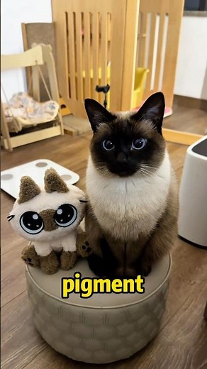 Why do cold environments turn Siamese cats black?