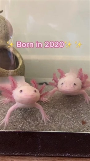 Axolotl Energy: Born in 2020 & Loving Life! 💖​The Cutest Pink Axolotls You’ll See Today! 🫧