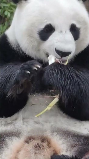 Adorable Panda Eating Bamboo Compilation 😍 Cute Panda ASMR & Funny Moments