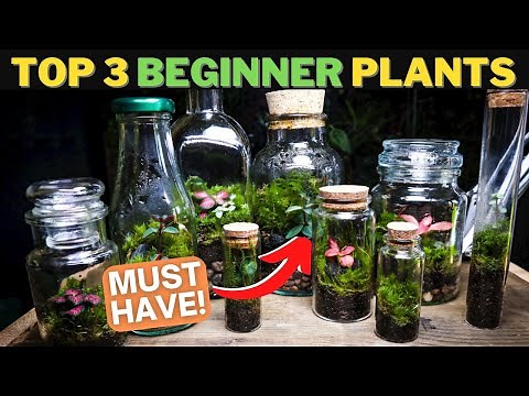 The BEST Terrarium Plants To Get You Started