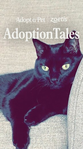 3.4K views · 78 reactions | Did you know 3.3 million cats entered shelters in 2023? We’re partnering with @zoetispetcare to make sure these incredible felines get access to vet care while they wait for their forever families. Head to our link in bio for adoption resources and to help cats like Stella get adopted. ‍⬛ | Adopt a Pet | Facebook