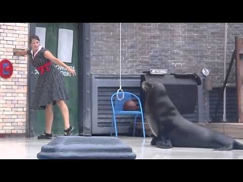 Sea World Sea Lion Show in San Diego