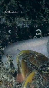 Giant tubeworms are part of a thriving ecosystem of animal life researchers have found in an unlikely place: beneath hydrothermal vents under the seafloor of the Pacific Ocean. A community of marine life was found below the East Pacific Rise, a volcanically active ridge, according to a paper published in Nature Communications. "It was once believed that only microbes and viruses inhabited the subseafloor crust beneath hydrothermal vents," the study states. But, living organisms such as giant tub