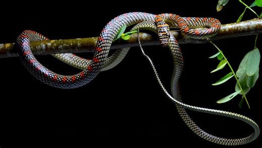 Yes, Flying Snakes Do Exist – Sort Of