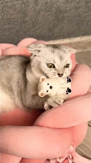 #Give Me Back My Fur Hooman... 💕 #cat #cats