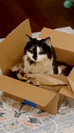 Does she have any idea just how powerfully adorable she is? 🥹 #phoebemeeps | Phoebe the CH Kitty