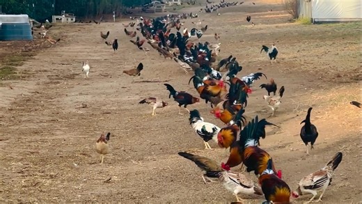The quarter mile. #gamefowlbreeder #gamsfowlnation #gamefowllife #gamefowl | TROY FARMS