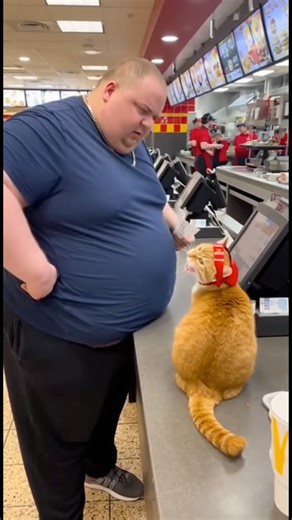 Man Yells at Cat for Messing Up His McDonald’s Order 🍟🐱😂 #FunnyVideo #Cats #McDonalds