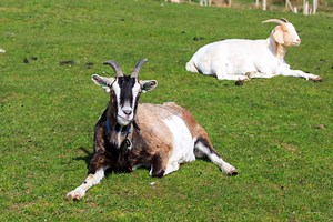 Boer Goats: The "Gentle Giants" of The Farm World