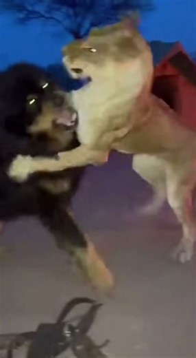 Black Mastiff Rescues Puppy From Lioness At Campfire! 💥 #safari #mastiff #rescue