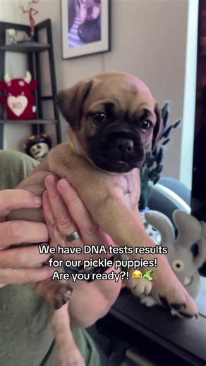 Discover the DNA Breakdown of Pickle's Puppies