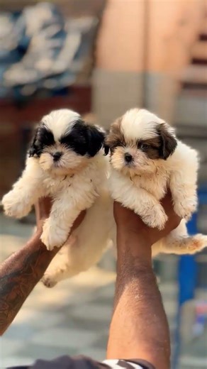 Shih Tzu puppy available with very cute face, small size and perfect for home living