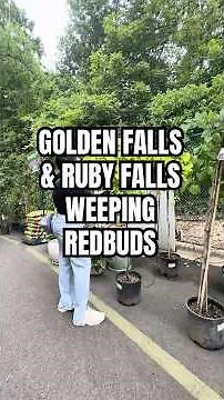 small, weeping trees: golden falls + ruby falls