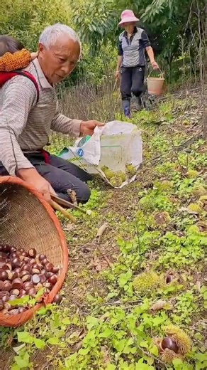 Harvesting Chestnuts: Process and Techniques Explained