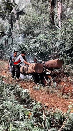 Log Hauling Process Work Tool Using Manual Motorized Forest Transport #worktool
