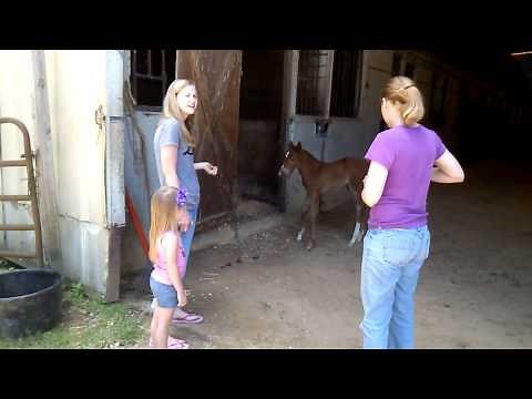 Foal cries, mom comes running.