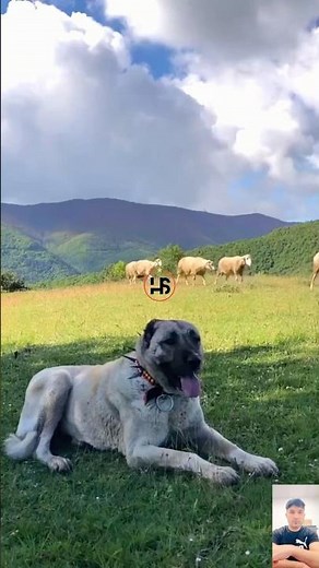Kangal Turkish monster 👹The Most Powerful Livestock Guardian in the World