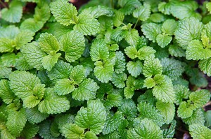 Lemon Balm