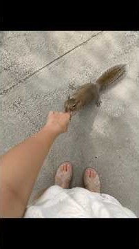 A little squirrel drags a girl forward by biting her hand, its strange act leaves everyone puzzled.