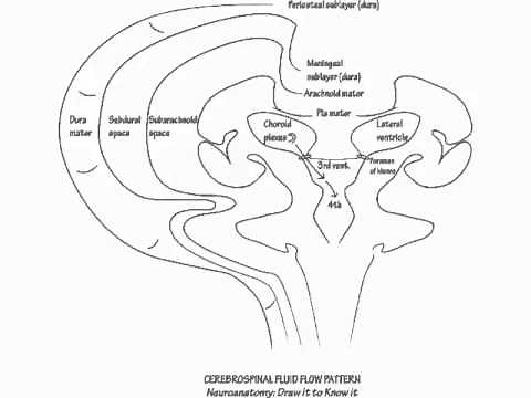 Cerebrospinal Fluid Flow Pattern - Draw it to Know it - Neuroanatomy Tutorial