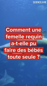 VIDÉO : comment une femelle requin a-t-elle pu faire des bébés toute seule ? https://www.science-et-vie.com/questions-reponses/comment-une-femelle-requin-a-t-elle-pu-faire-des-bebes-toute-seule-54031?utm_campaign=post-auto&utm_medium=facebook | Science & Vie