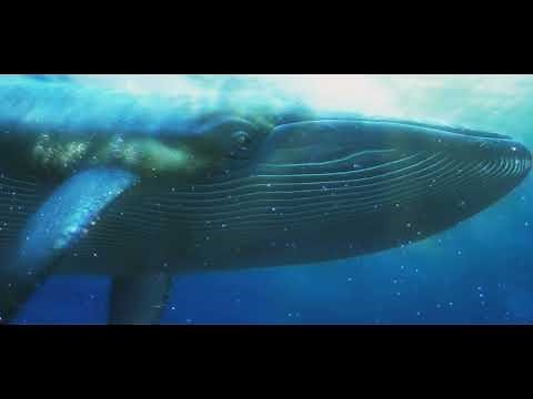 Whale (Finding Nemo) Sounds