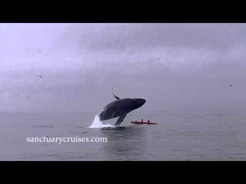 Una ballena jorobada salta y aterriza sobre dos kayakistas