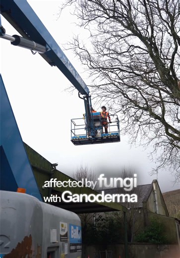 Jack's Training Journey at Dr Green Tree Care