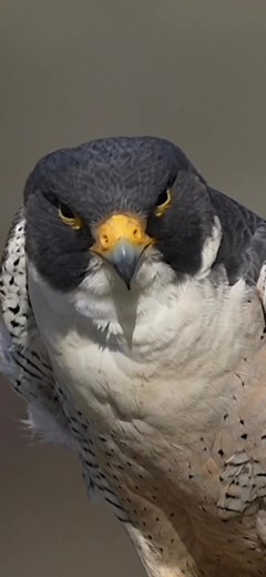 Falcon attacking Pelicans #falcon #peregrinefalcon #falconaction #peregrine #birdsofprey #wildlife | Tohid Azimi