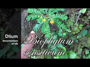 Krambilan (Biophytum sensitivum) - part 1
