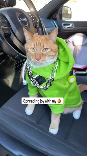 14K reactions · 285 shares | Never thought we would be spreading joy for a living! Grateful every single day 梁 #seventheorangecat #pupcup #catadventures #catlovers #cats | Seven The Orange Kitty & Fam | Facebook