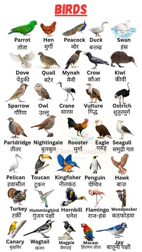 Learn different types of birds name in English to Hindi 🦜🐓🦚 . . . #birds #everyonefollowers #learnenglish #learningthroughplay #improveyourenglish #reelsvideo #viralvideoシ #trendingreels #English #everyonehighlightsfollowers #englishlesson #birdslover | Fluent English Learning 1008