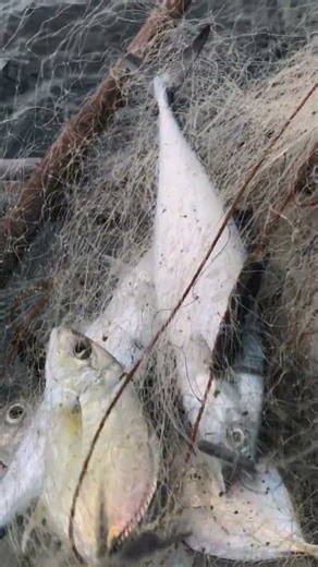 Net fishing varando tv #short #fishing