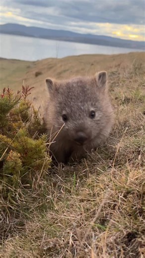 54K views · 12K reactions | Wombat Friday. There is only a single known species, Phascolonus gigas, the largest wombat ever known to have existed, estimated to weigh as much as 200 kg (450 lb) or 360 kg #tasmania #wildlife #animallovers #cuteanimals #wombat #australia | Animals.of.tasmania | Facebook