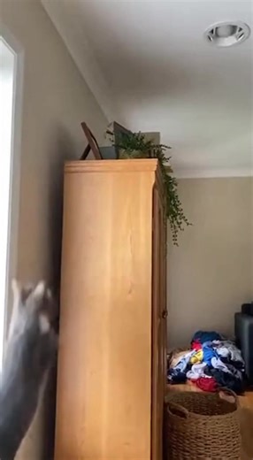 6.3K views · 16 reactions | Cat vs Ceiling Fan Goes WRONG! | Fluffy Kingdom | Facebook