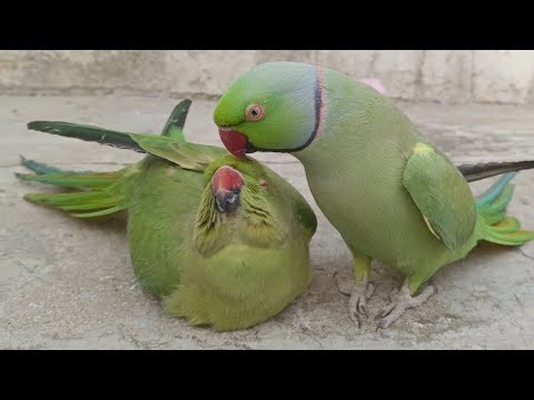 Ringneck Parrot Calling Sounds